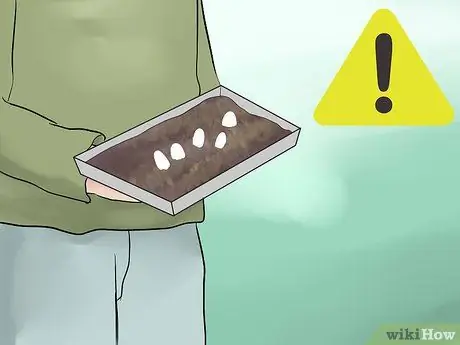 Позаботьтесь о яйцах ящериц Шаг 10