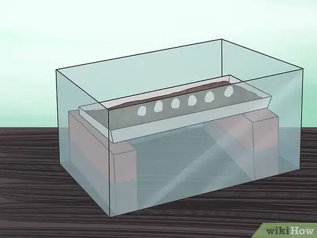 Позаботьтесь о яйцах ящериц Шаг 11