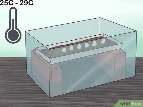 Позаботьтесь о яйцах ящерицы Шаг 12