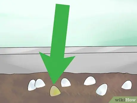 Позаботьтесь о яйцах ящериц Шаг 13