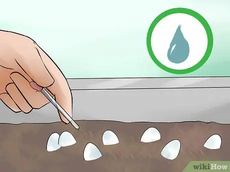 Позаботьтесь об яйцах ящериц Шаг 14