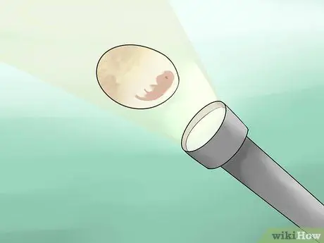 Позаботьтесь о яйцах ящерицы Шаг 15