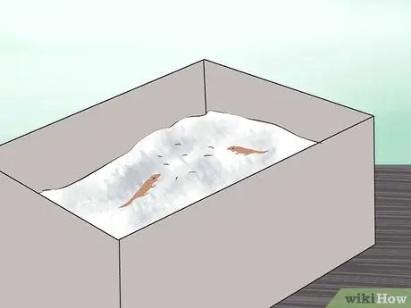 Позаботьтесь о яйцах ящериц Шаг 16