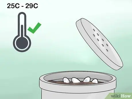 Позаботьтесь о яйцах ящерицы Шаг 3