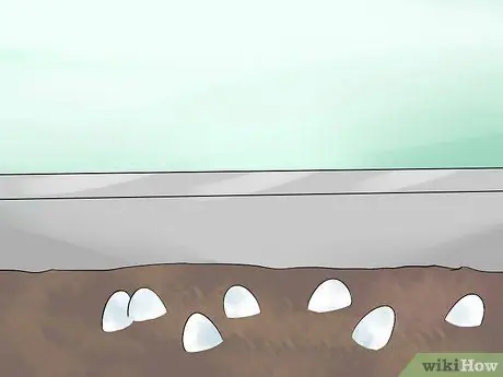 Позаботьтесь о яйцах ящериц Шаг 6