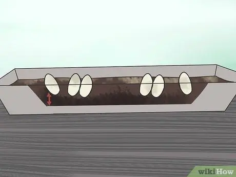 Позаботьтесь о яйцах ящерицы Шаг 8