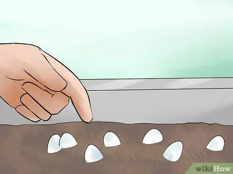 Позаботьтесь о яйцах ящерицы Шаг 9