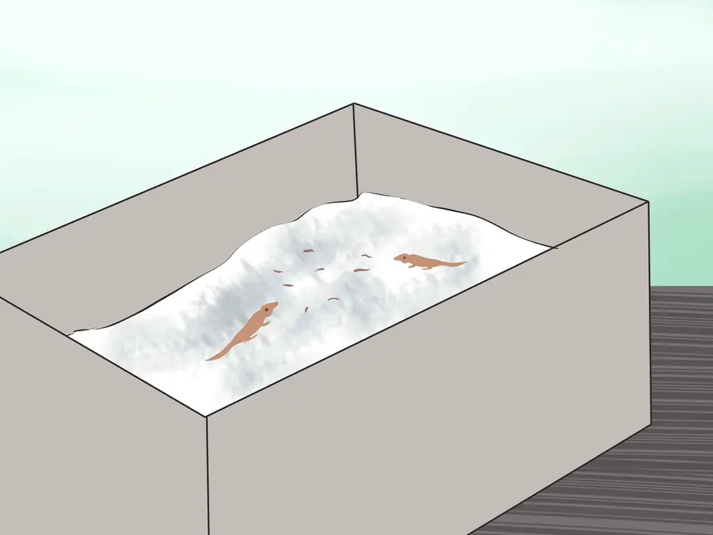 Как ухаживать за яйцами ящерицы (с иллюстрациями)