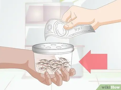 Покормить хамелеона Шаг 1