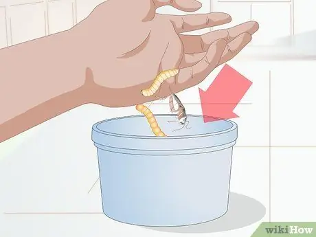 Покормить хамелеона Шаг 11