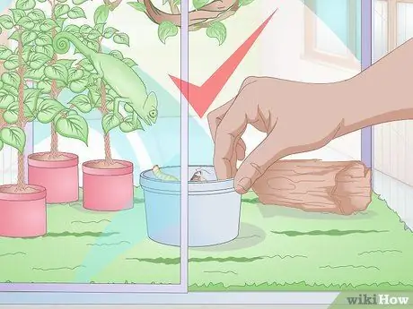 Покормить хамелеона Шаг 12