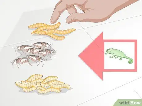 Покормить хамелеона, шаг 2