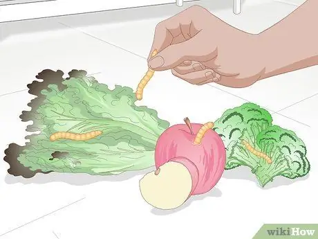 Покормить хамелеона, шаг 3