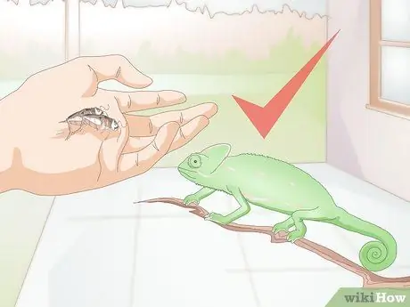 Покормить хамелеона Шаг 5