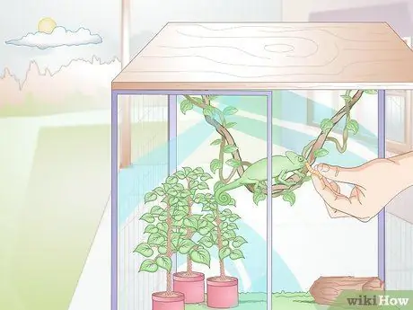 Покормить хамелеона Шаг 6