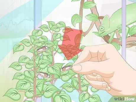 Покормить хамелеона Шаг 7