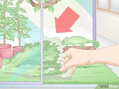 Покормить хамелеона Шаг 9