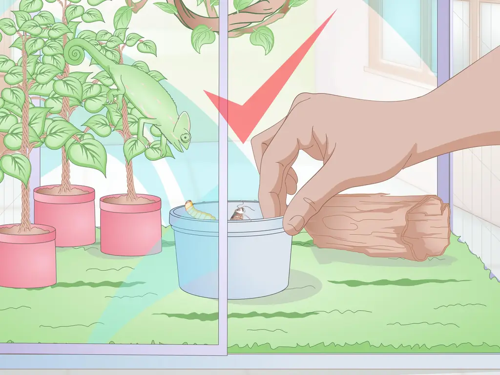 3 способа накормить хамелеона