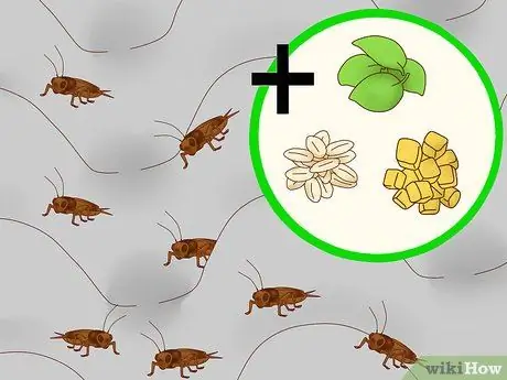 Покормить ящерицу Шаг 10