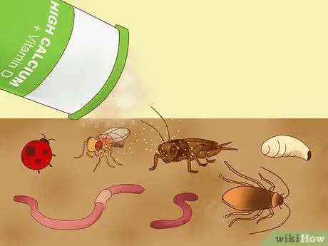 Покормить ящерицу Шаг 11