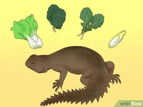 Покормить ящерицу Шаг 12