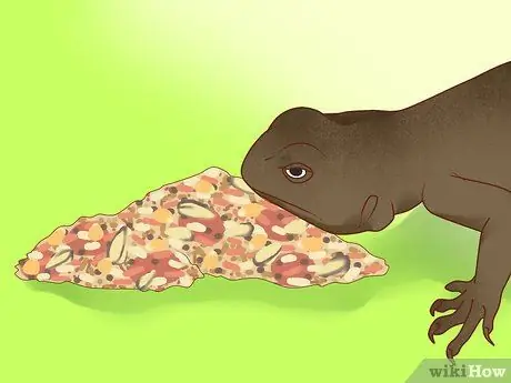 Покормить ящерицу Шаг 15