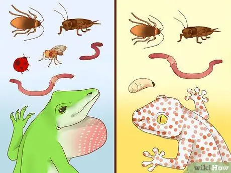 Покормить ящерицу Шаг 2