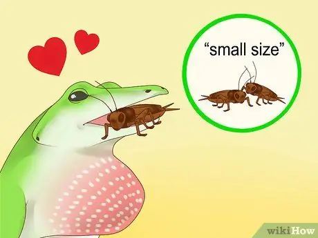 Покормить ящерицу Шаг 4