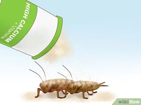 Покормить ящерицу Шаг 5