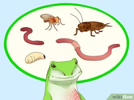 Покормить ящерицу Шаг 6