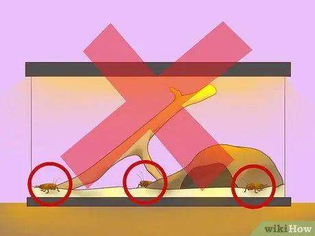 Покормить ящерицу Шаг 7