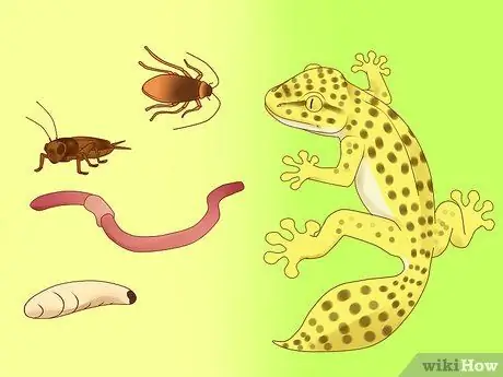 Покормить ящерицу Шаг 8