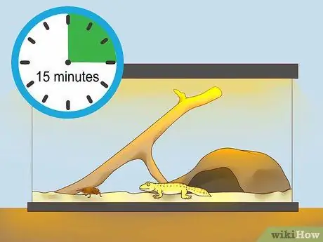 Покормить ящерицу Шаг 9