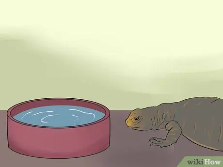 Уход за ящерицами Uromastyx Шаг 10