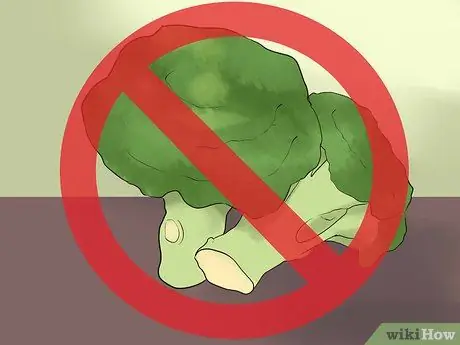 Уход за ящерицами Uromastyx Step 7