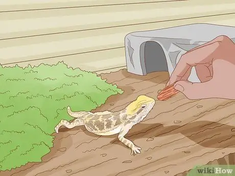 Приручить ящерицу Шаг 5