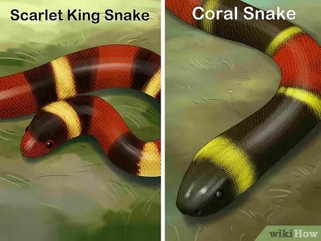 Отличить королевскую змею от коралловой змеи Шаг 1