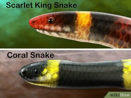 Отличить королевскую змею от коралловой змеи Шаг 3