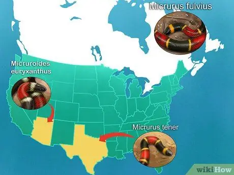 Отличить королевскую змею от коралловой змеи Шаг 5