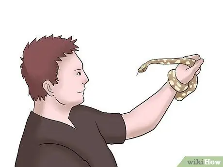 Породы Болл Питонов Шаг 1