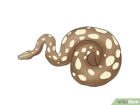 Породы Болл Питонов Шаг 13