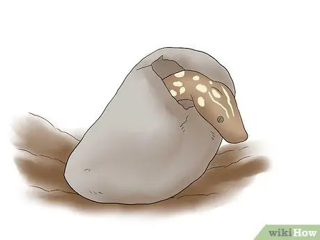 Порода Болл Питонов Шаг 15