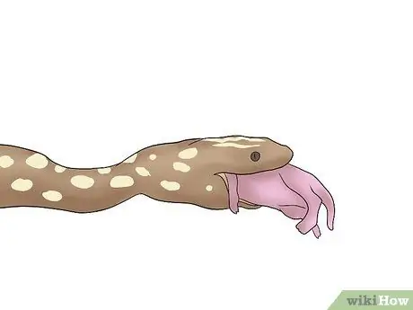 Породы Болл Питонов Шаг 17