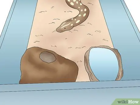 Порода Болл Питонов Шаг 18