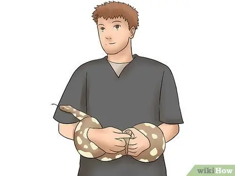 Породы Болл Питонов Шаг 2