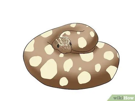 Порода Болл Питонов Шаг 3