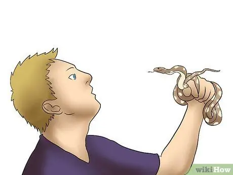 Породы Болл Питонов Шаг 4