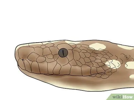 Разведение питонов для шара, шаг 5