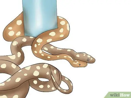 Породы Болл Питонов Шаг 6