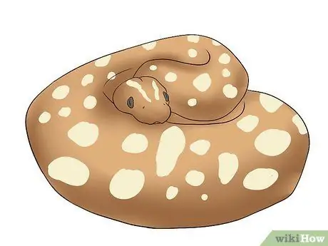 Порода Болл Питонов Шаг 8